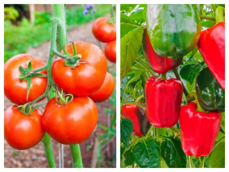Prefeitura vai ministrar curso de produção de tomate e pimentão no distrito de Bauxi